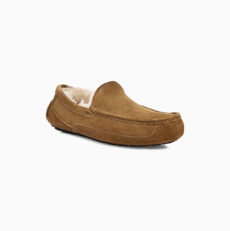 UGG Ascot - Tøfler Herre - Brune (NO-L795)